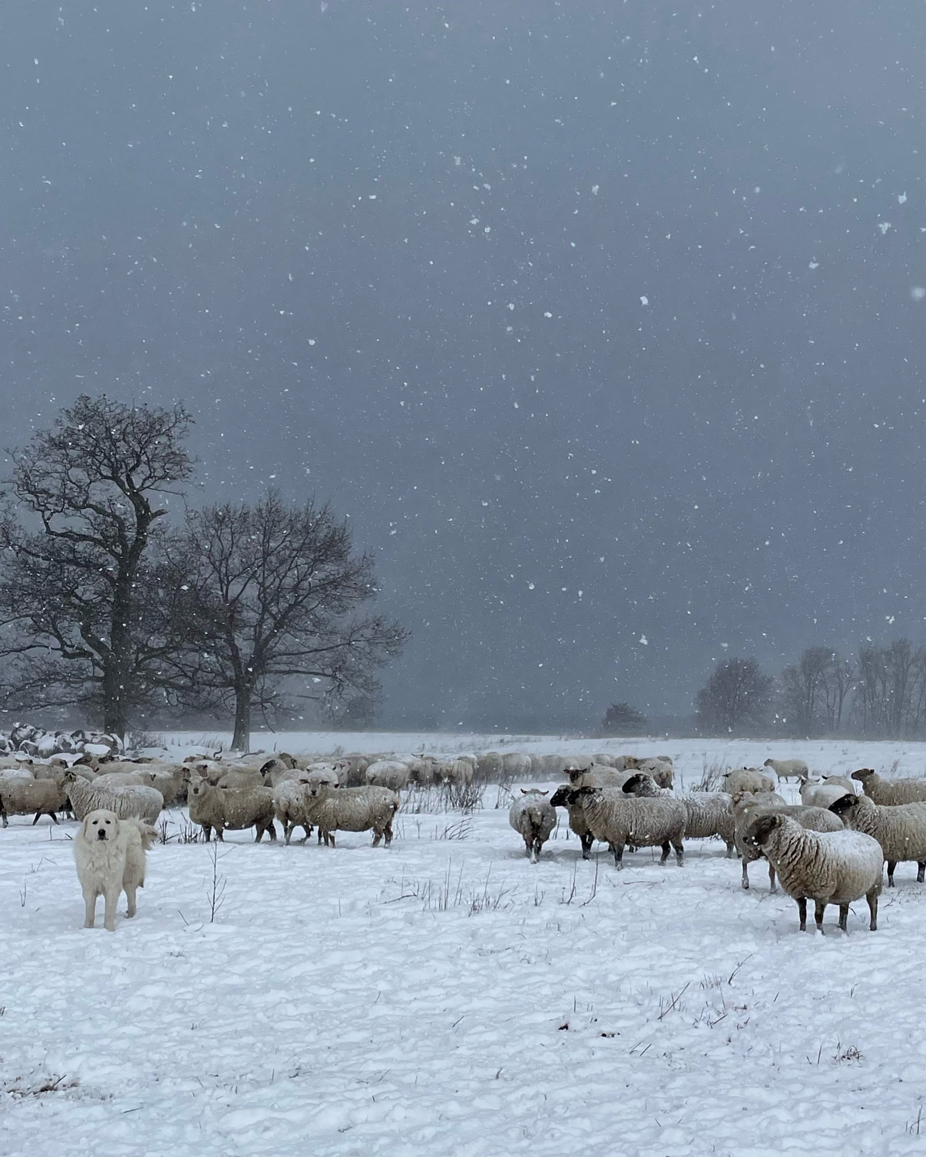 Photo - Boudicca and flock in snow