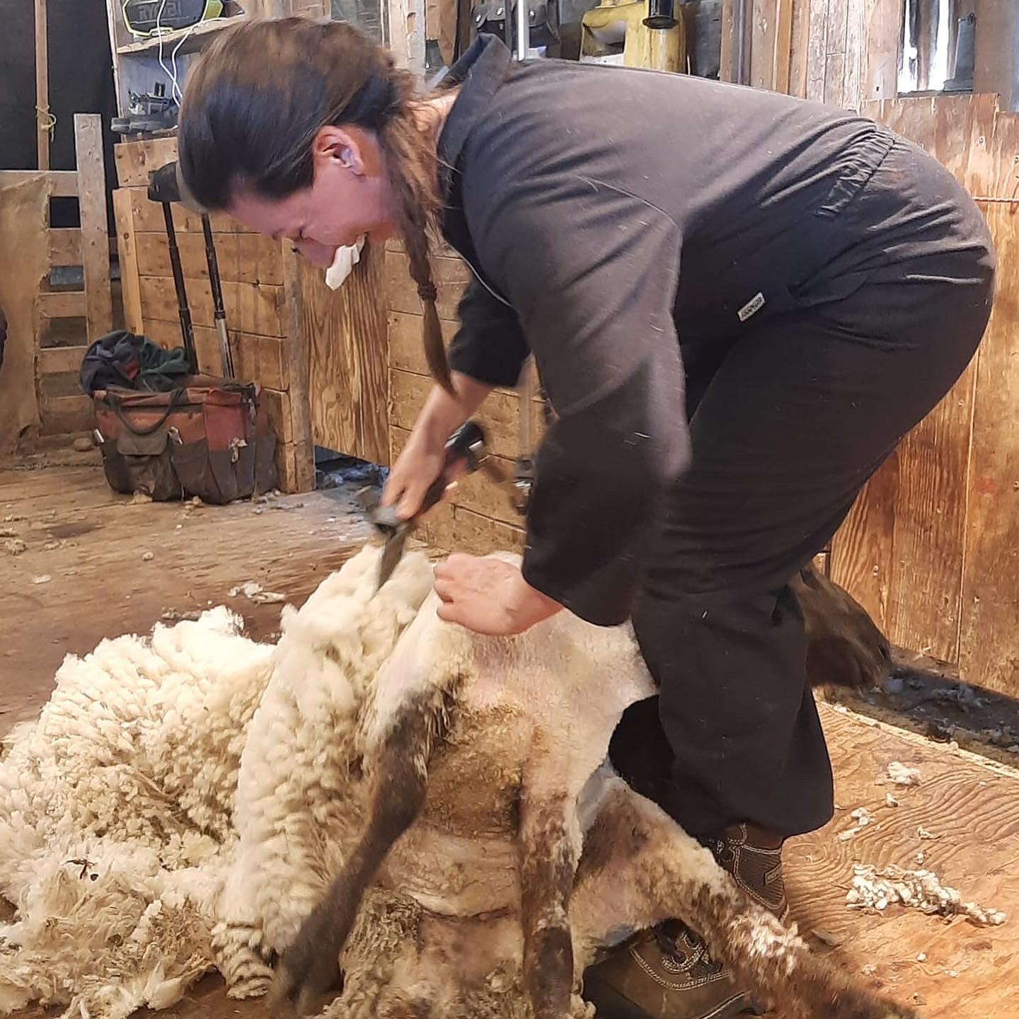 Shearing with Kay 2024 - April 5-7