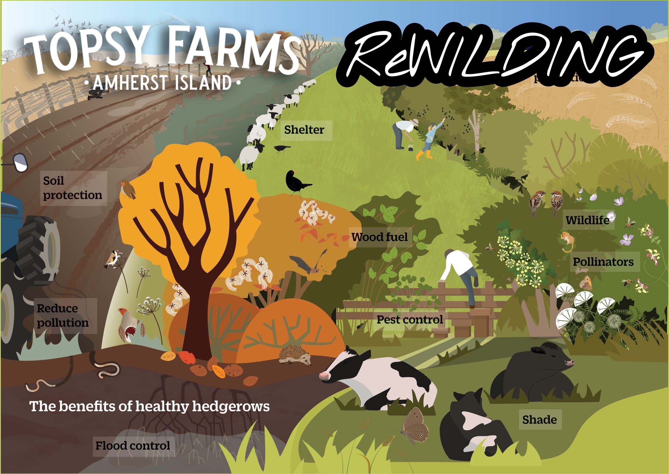 Topsy Farms' rewilding infographic, explaining the virtues of healthy hedgerows