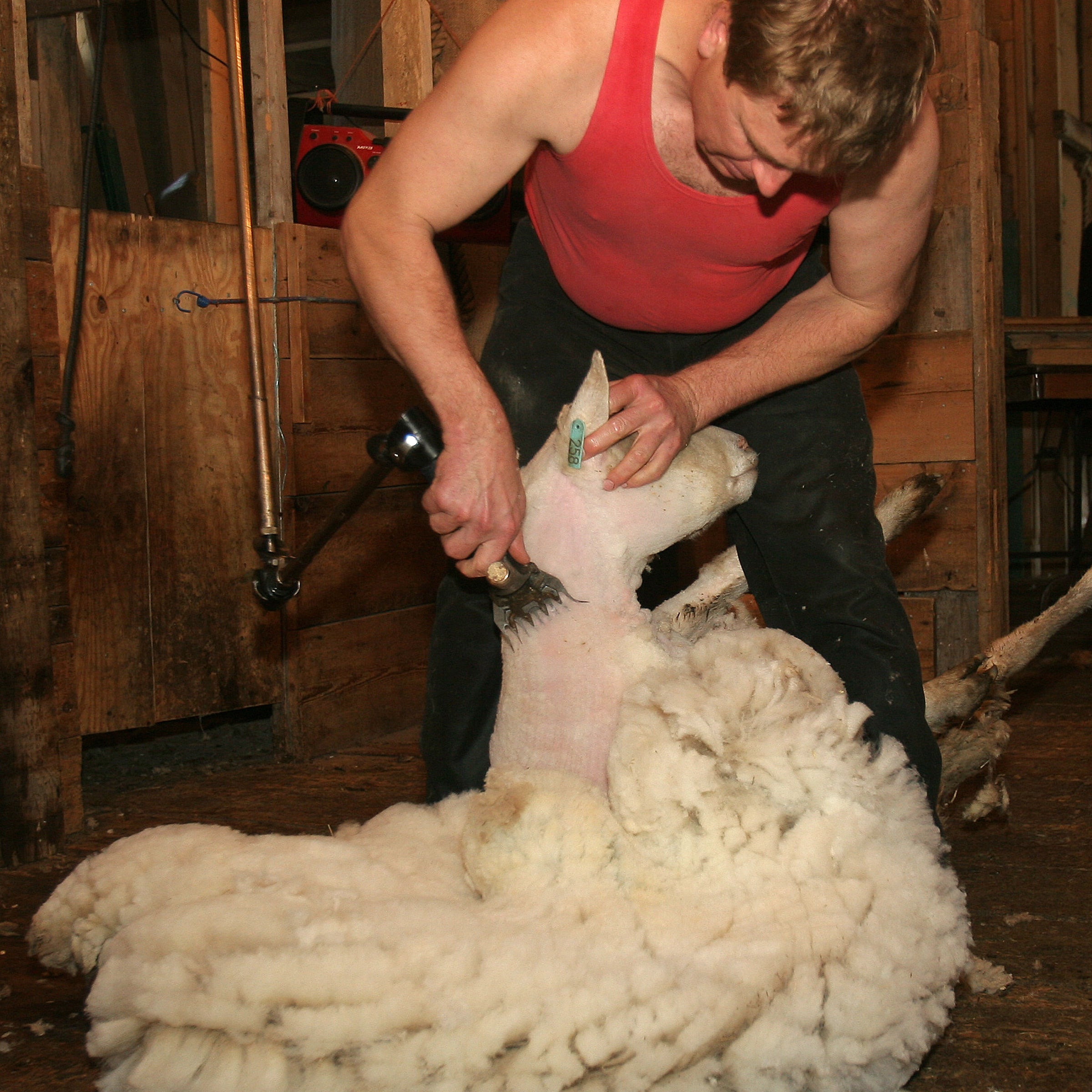 Topsy Farms shearing with Don Metheral