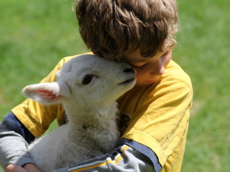 Foster lamb visits