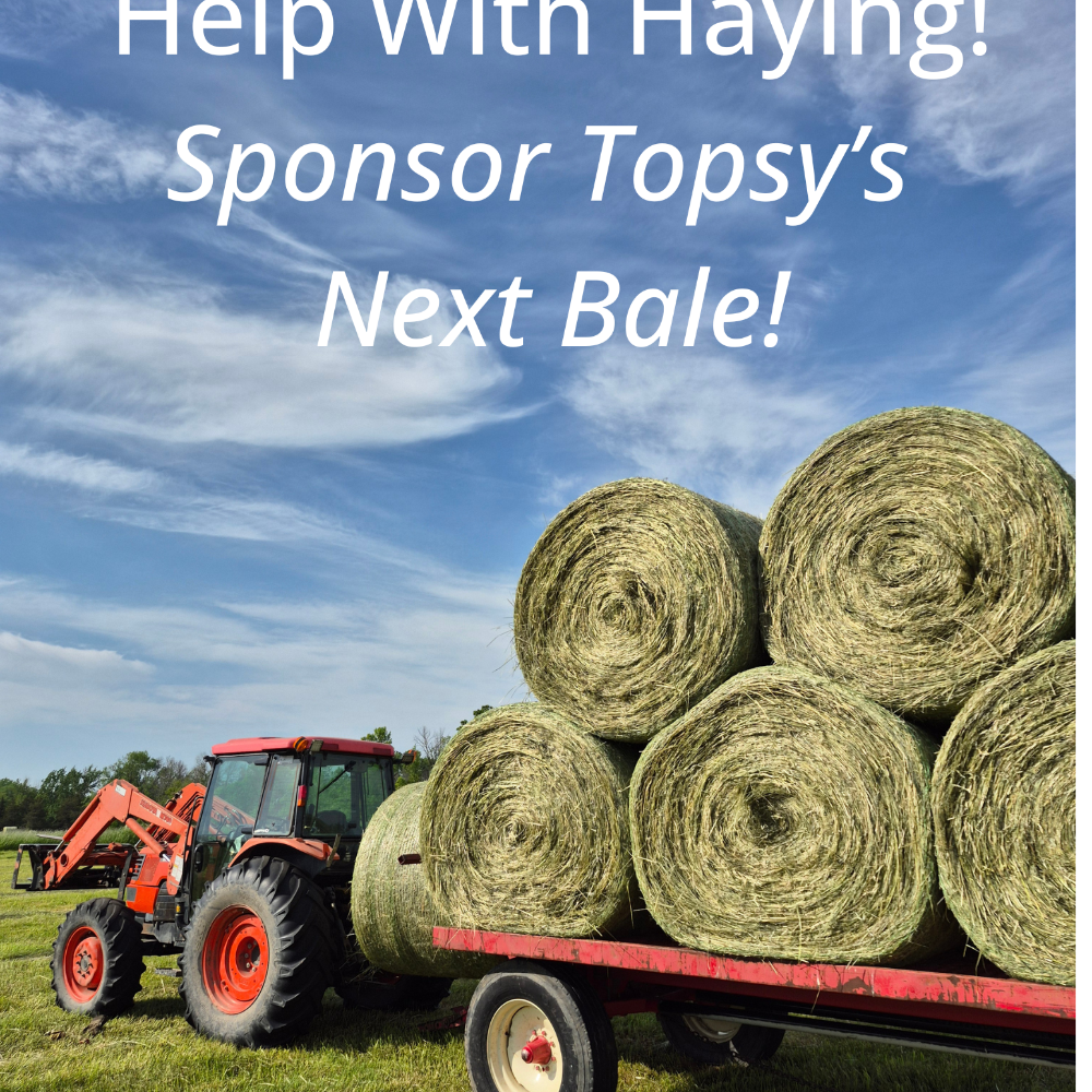 A Topsy Farms tractor pulling a trailer loaded with large round hay bales in an outdoor field under a blue sky, with the text 'Help With Haying! Sponsor Topsy's Next Bale!' overlaid at the top.