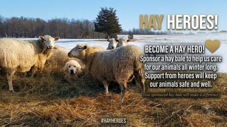 A winter farm scene at Topsy Farms with several sheep standing in a field of hay under a blue sky. Large overlaid text reads “HAY HEROES!” and includes a call to sponsor a hay bale to help care for animals all winter, with “#HAYHEROES” at the bottom.