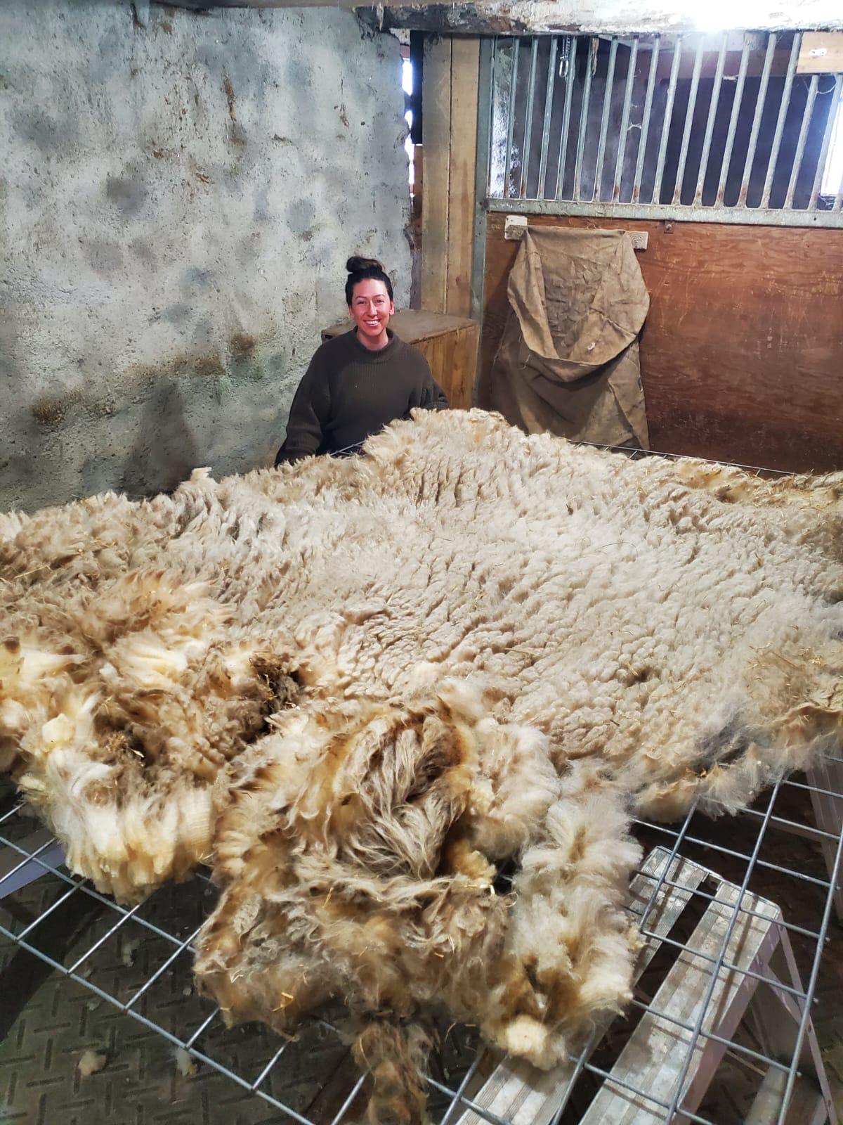 Shearing 2025 - April 20-21