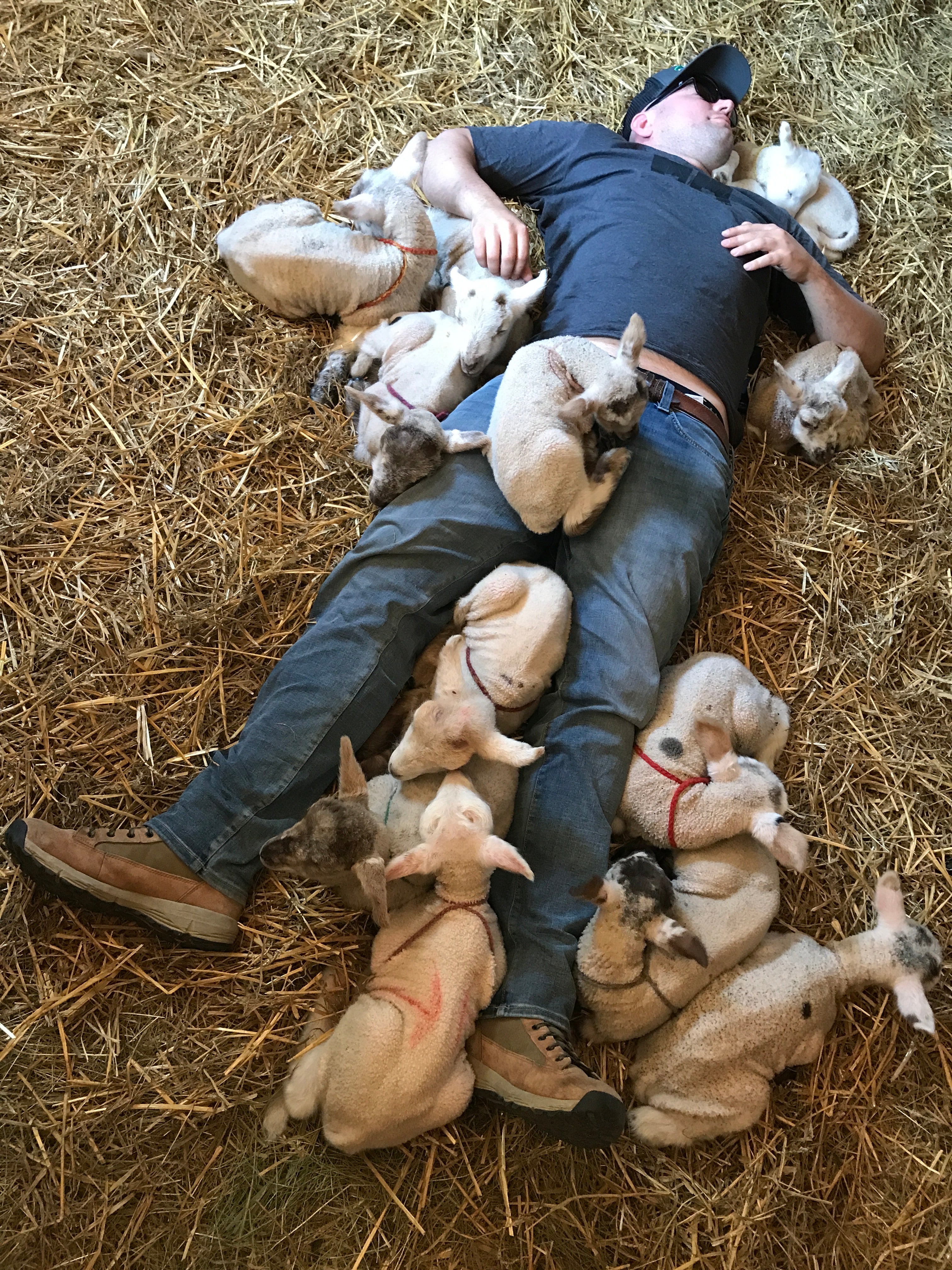 Foster Lamb Visit