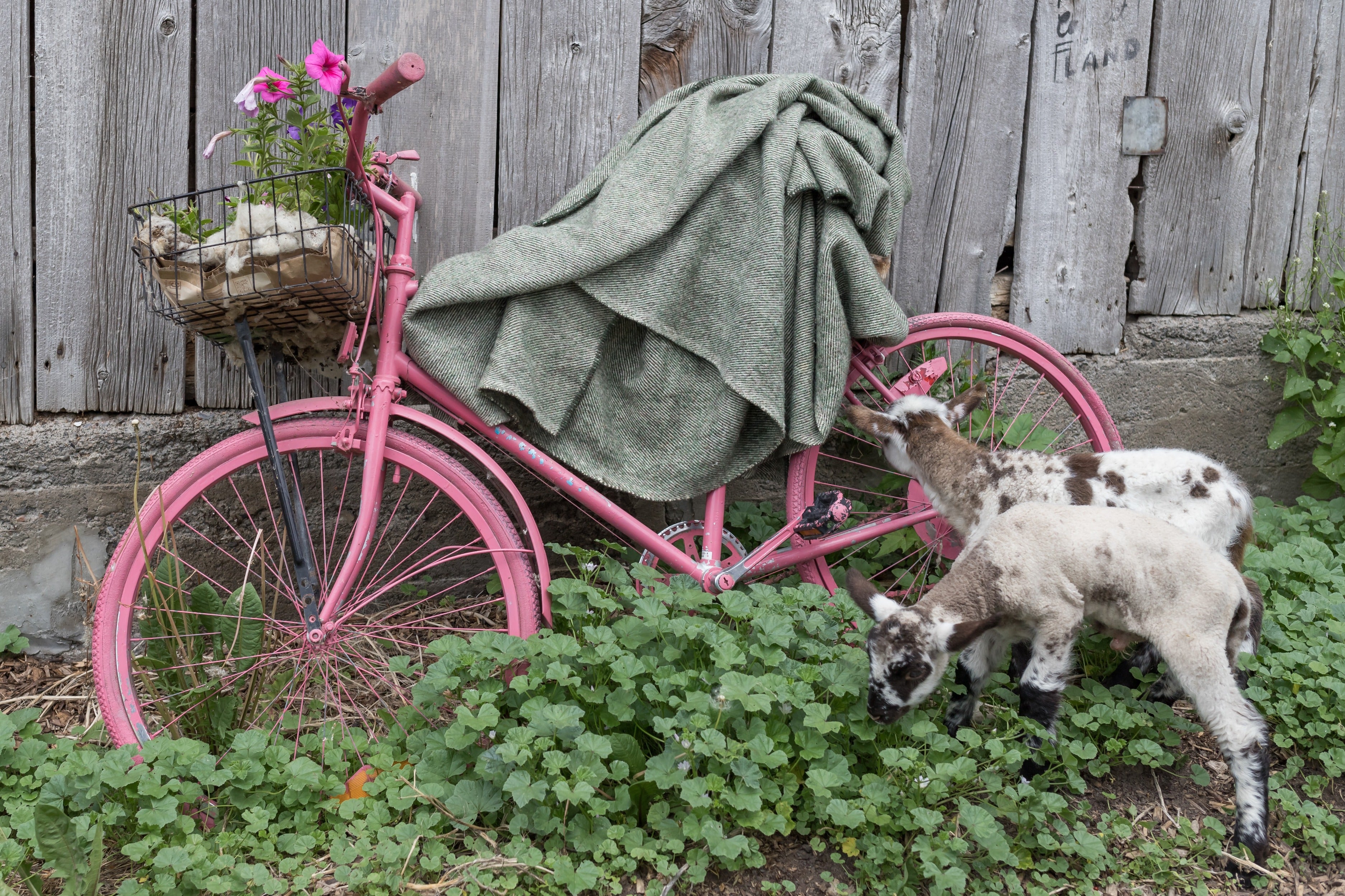 two white lambs with black speckles near a pink bicycle with a green Topsy Farms wool blanket on the seat