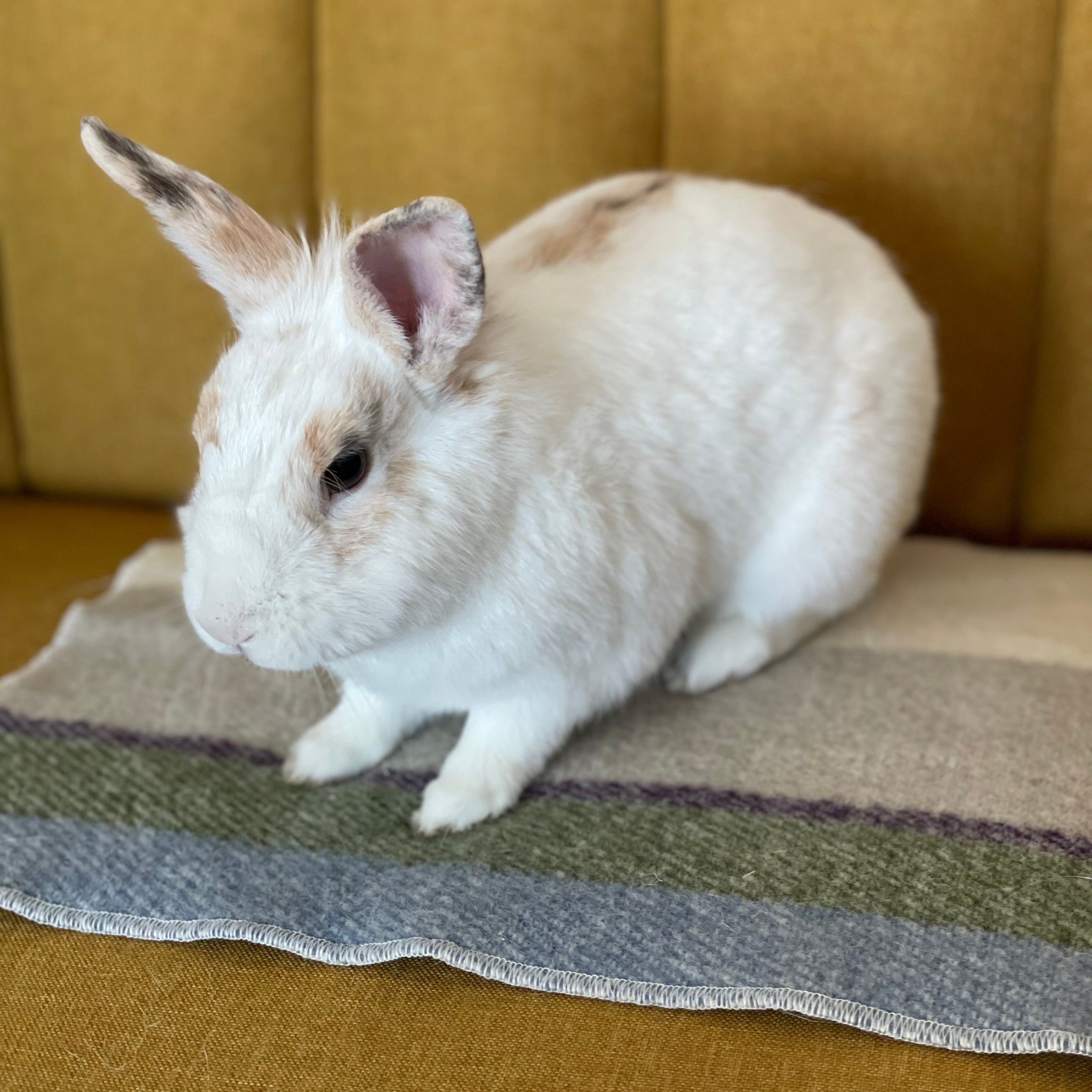 Small white bunny on Topsy Farms' Shoreline wool pet blanket