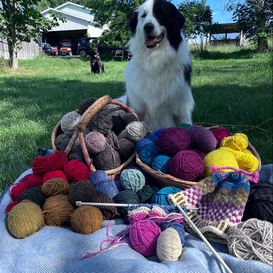 Black and white dog surrounded by baskets full of Topsy Farms' Canadian wool yarn
