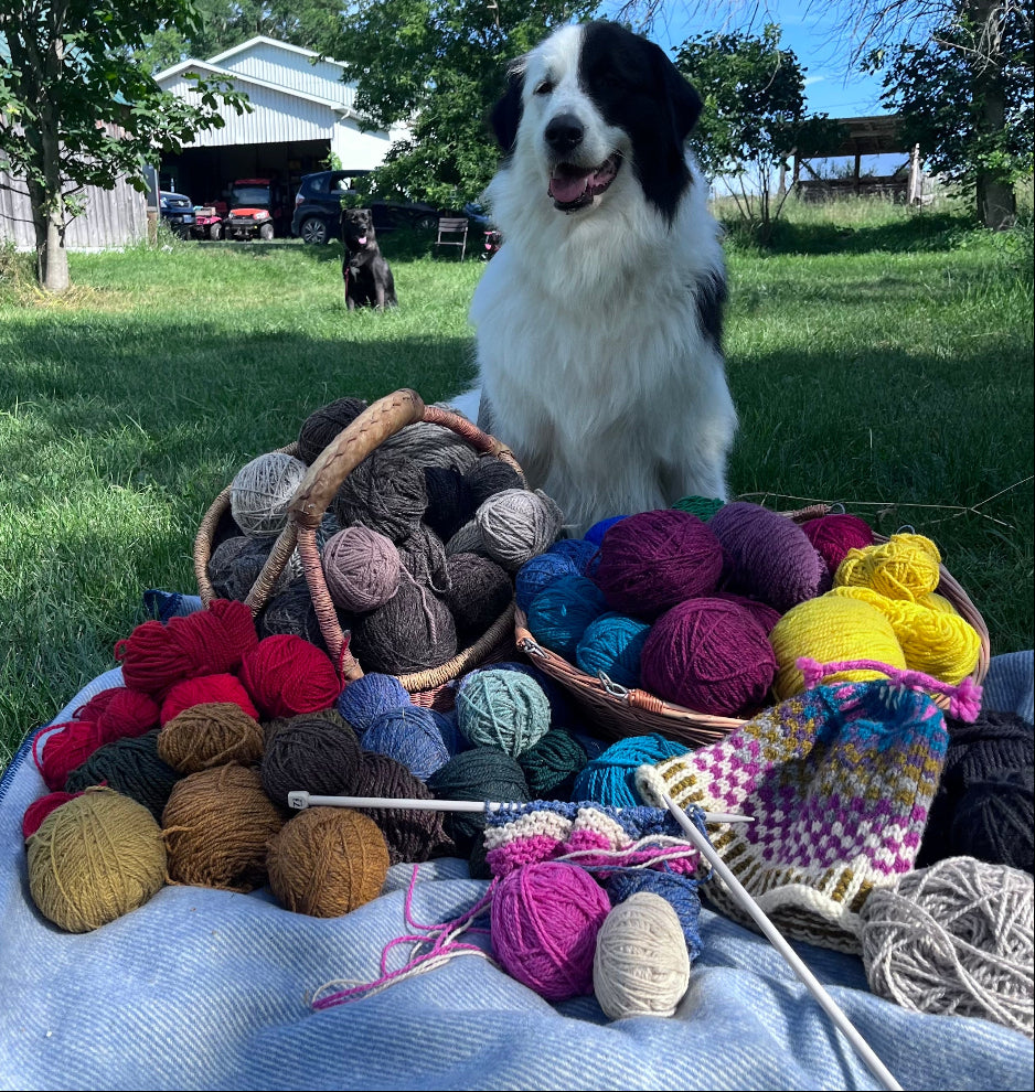 Black and white dog surrounded by baskets full of Topsy Farms' Canadian wool yarn