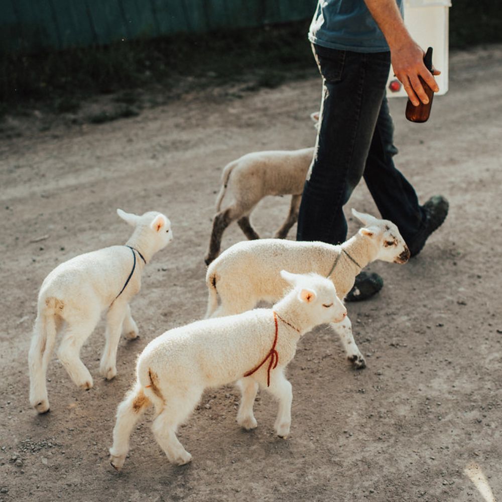 Adopt a Foster Lamb