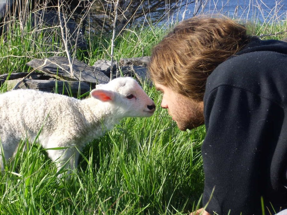 Topsy Farms' shepherd Kyle lying in the green grass by the lake, nose to nose with a small white lamb