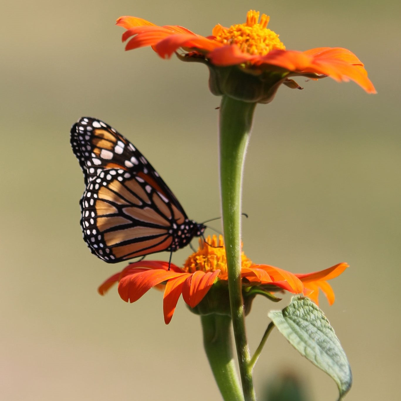 Monarch butterfly on orange flower