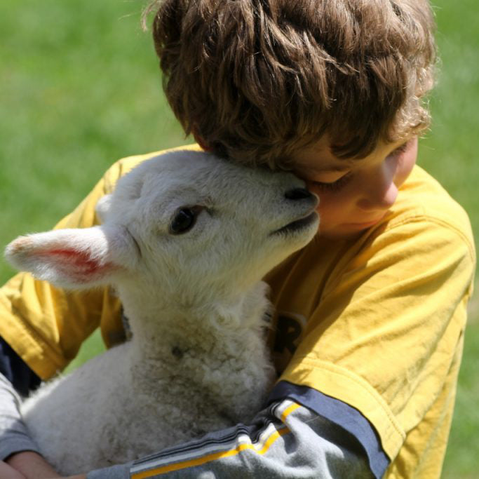 Adopt a foster lamb at Topsy Farms on Amherst Island