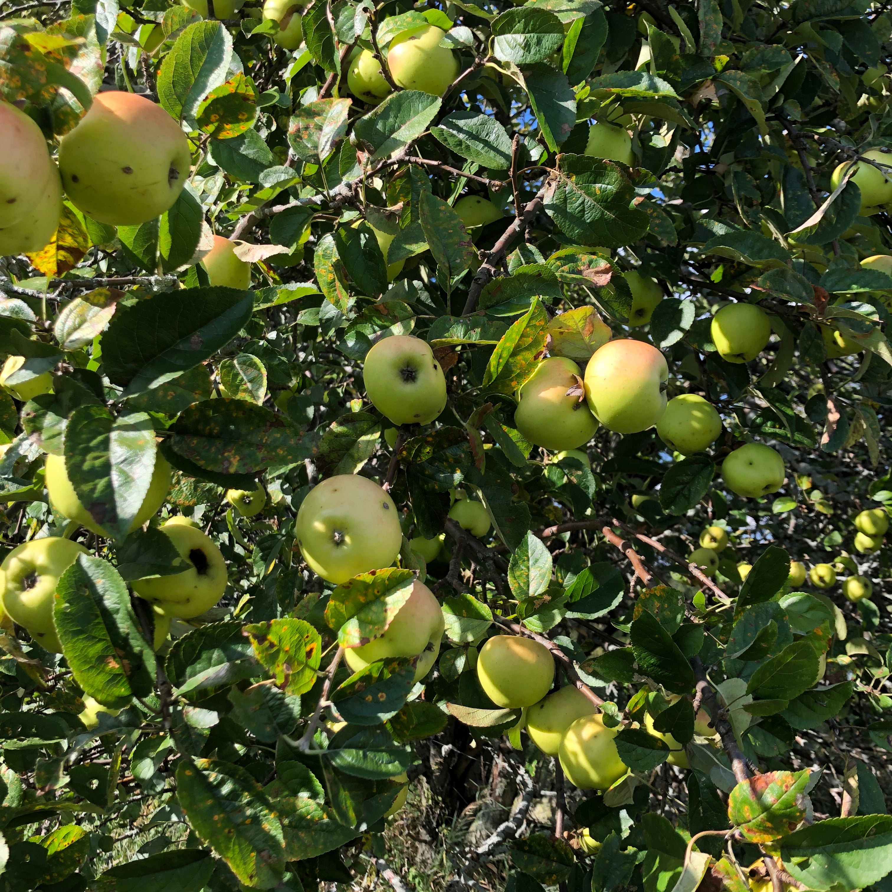 Close up of apples on a tree in the sun at Topsy Farms