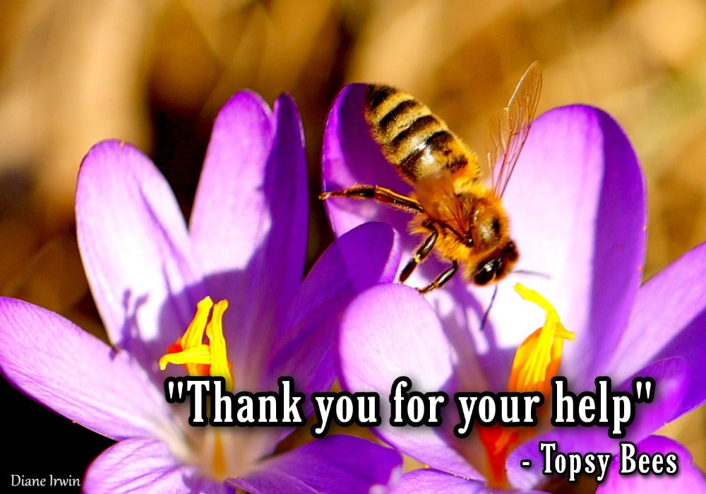 Close up of honeybee on purple flower at Topsy Farms