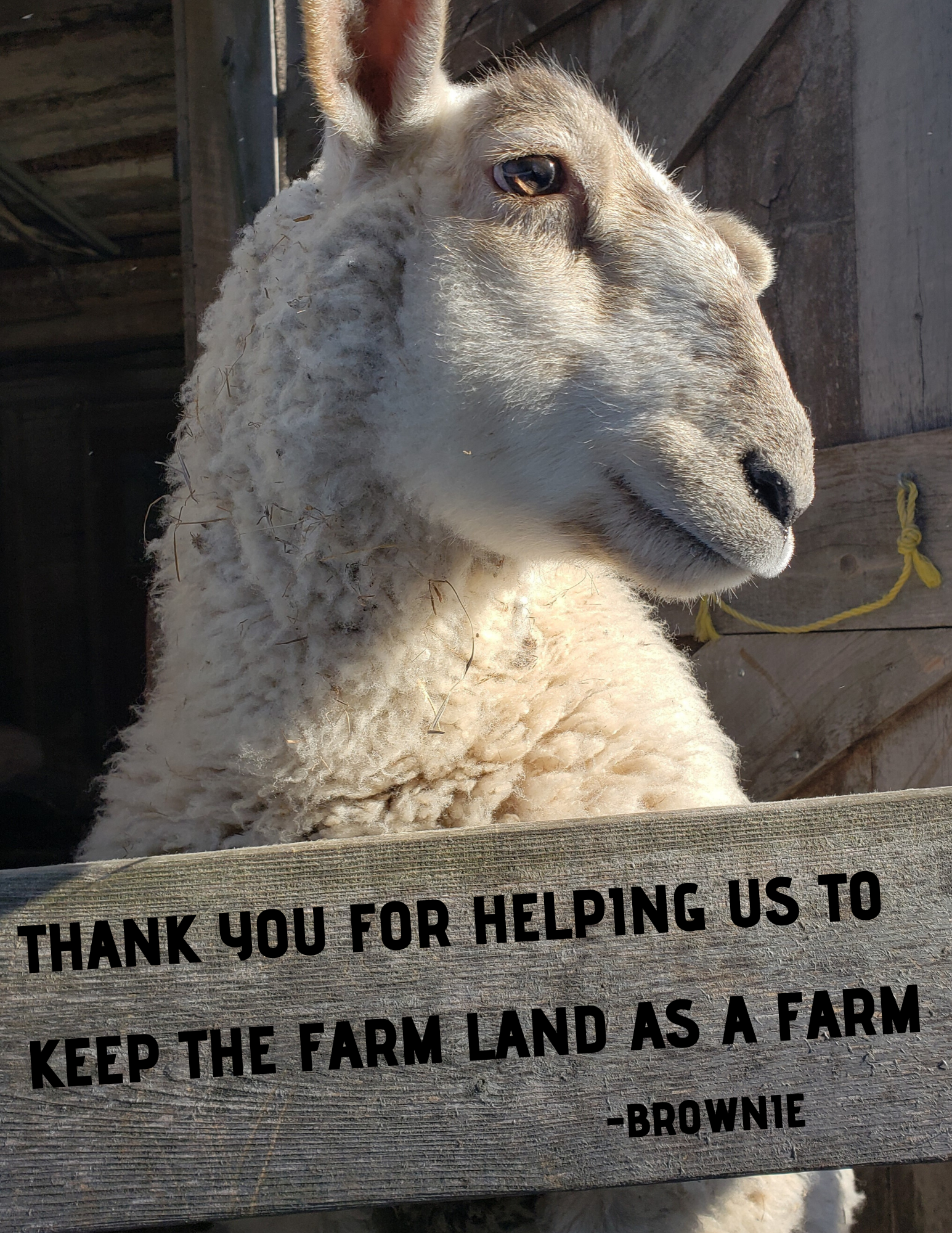 White sheep with brown spots on face, leaning up against a barn board that reads 