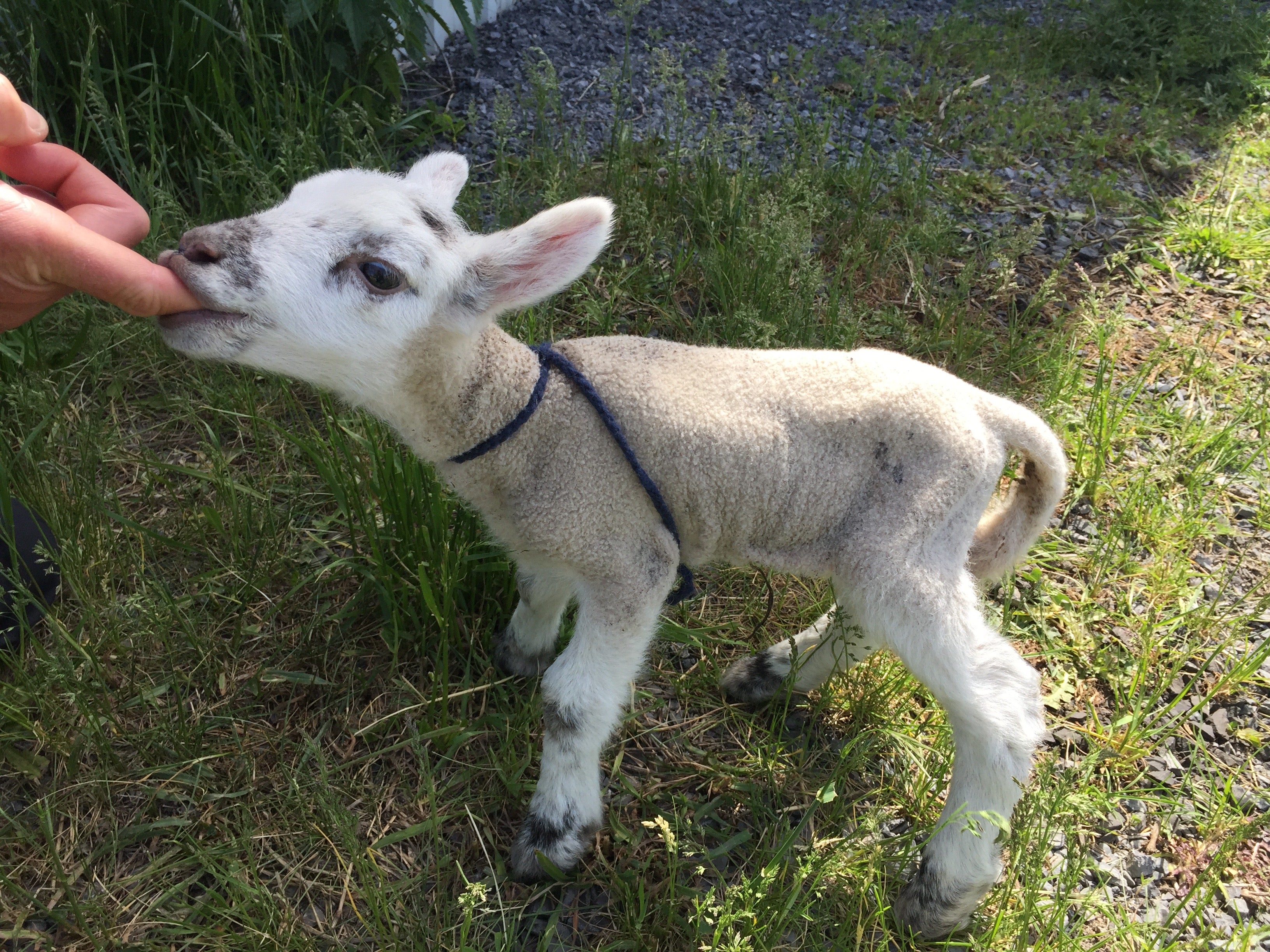 Small white lamb with speckled face sucking on a person's finger at Topsy Farms