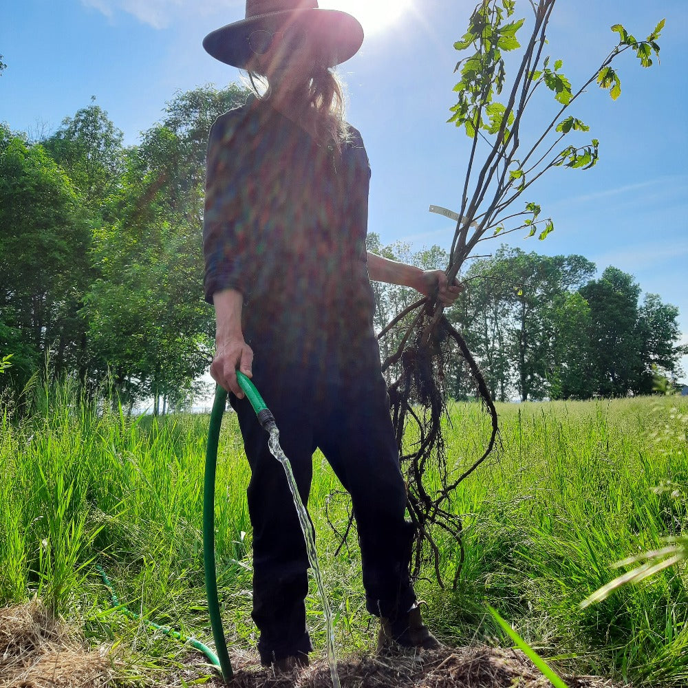 Woman in large hat holding a garden hose and a tree sapling