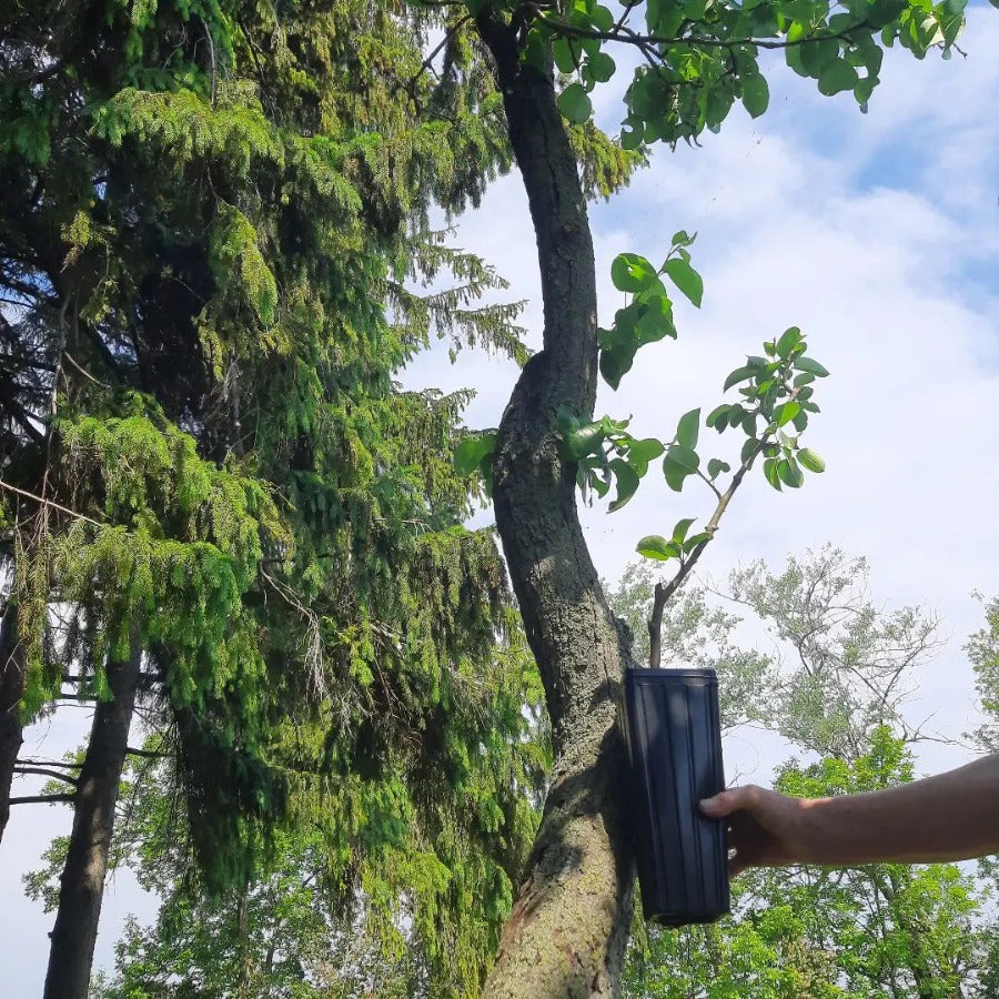 Grafting tree in pot next to old pear tree at Topsy Farms